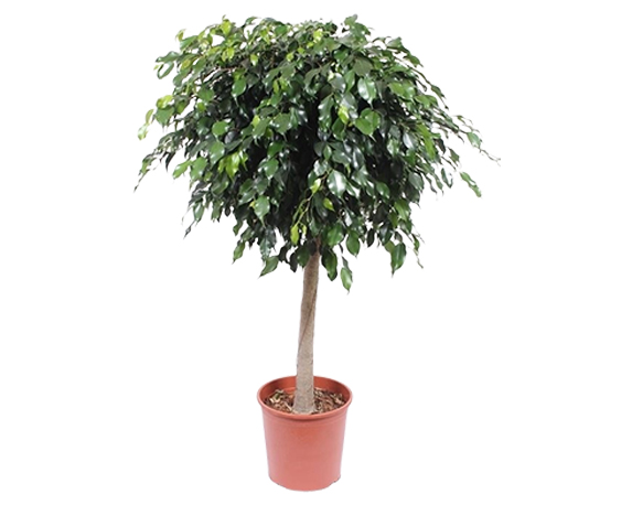 Ficus danielle
