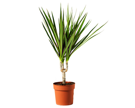 Dracena marginata