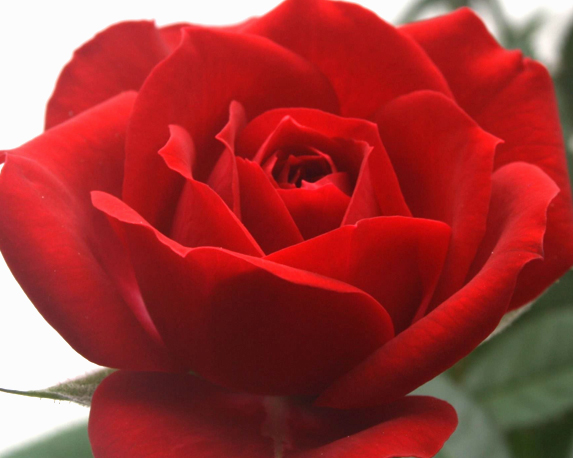 Rosa beau monde - immagine 3