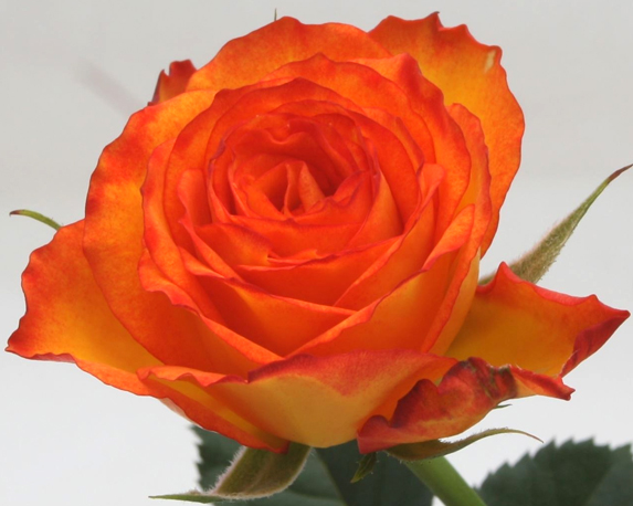 Rosa beau monde - immagine 4