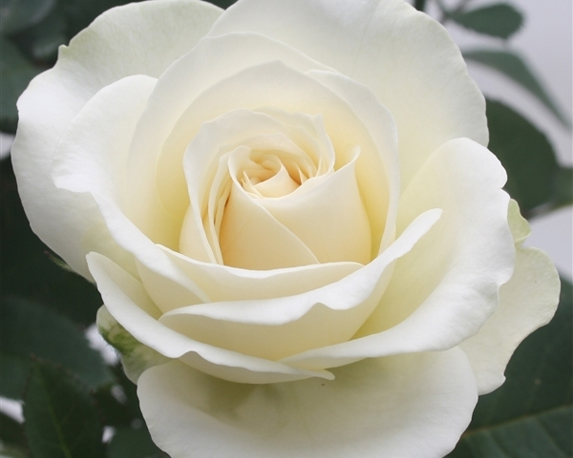 Rosa beau monde - immagine 5