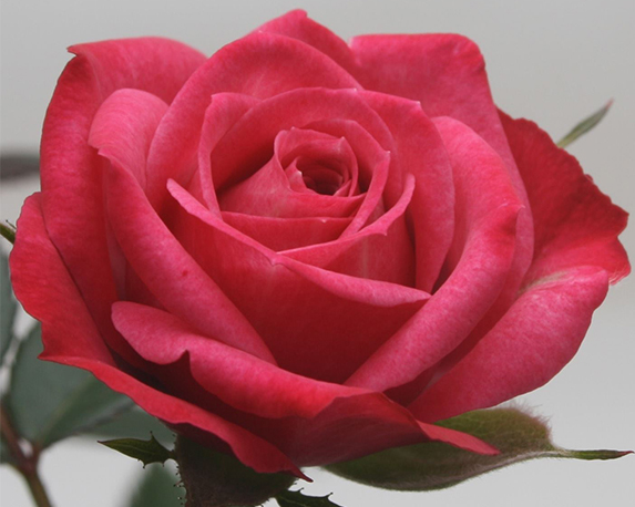 Rosa beau monde - immagine 6