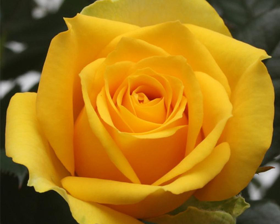 Rosa beau monde - immagine 7