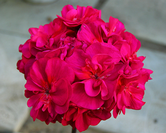 Geranio interspecifico in basket - immagine 3