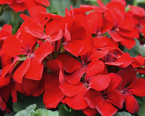 Geranio interspecifico in basket - immagine 4