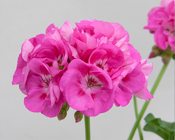 Geranio interspecifico in basket - immagine 5