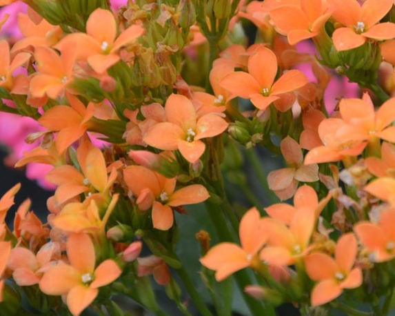 Kalanchoe - immagine 3