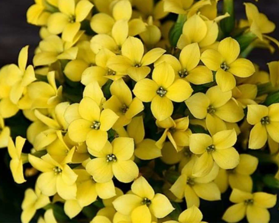 Kalanchoe - immagine 4