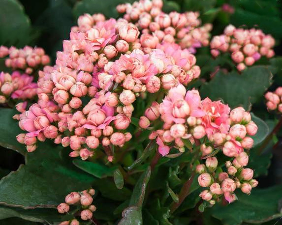 Kalanchoe - immagine 5