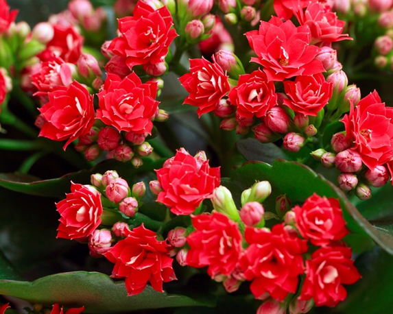 Kalanchoe - immagine 6