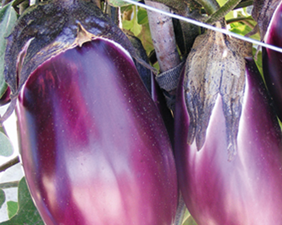 Melanzana viola seta - immagine 3