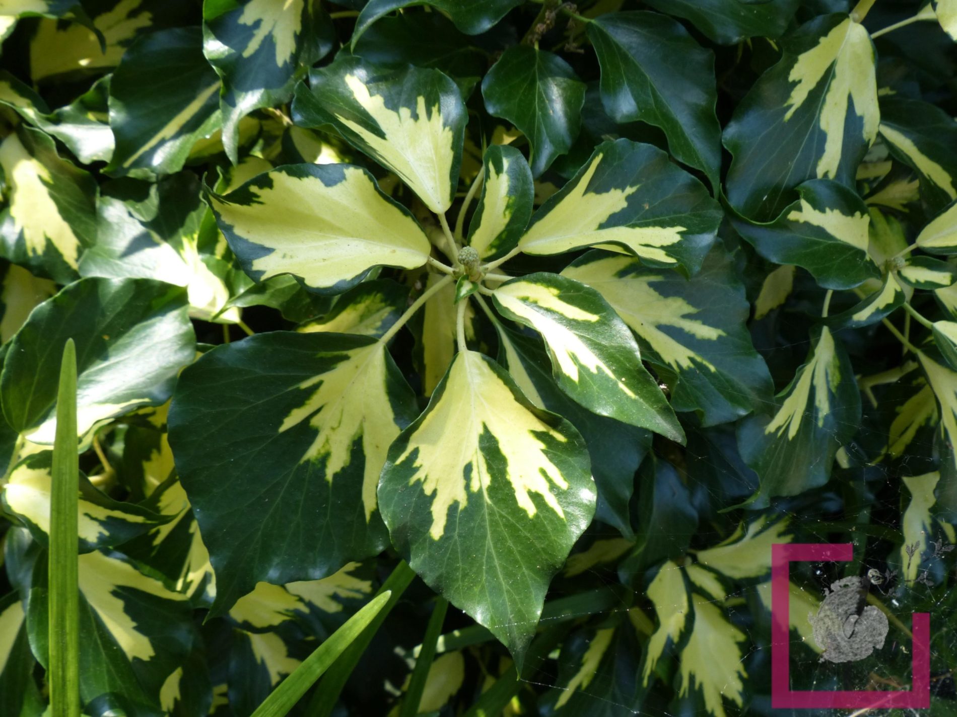 Edera oro di bogliasco - immagine 2