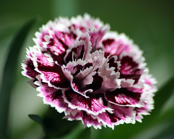 Garofano da talea - immagine 4