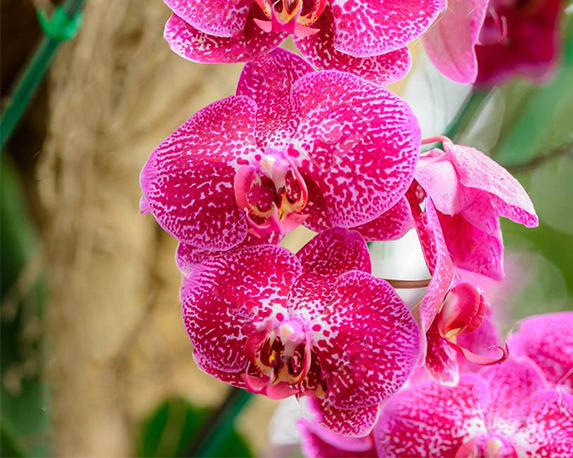52741609 ibridi di orchidea phalaenopsis bella rosa orchidea che fiorisce in giardino con profondità di campo 1 1