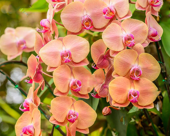53829827 ibridi di orchidea phalaenopsis bel giallo fioritura di orchidee in giardino con profondità di campo 1