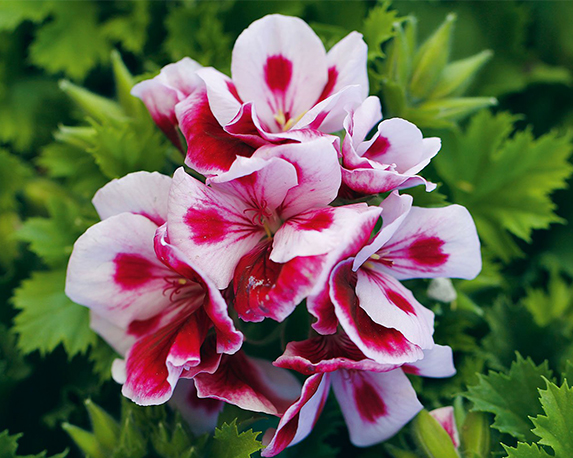 Geranio macranta - immagine 4