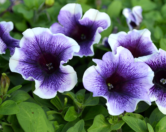 Potunia - immagine 10