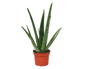 Vente Hot 20 Pcs Cactus Aloe mélange de graines Excellente Succulent Aloe  Vera Plantes d'intérieur Graine Utilisation Beauté comestible cosmétiques  Herb Bonsai 24 : : Jardin