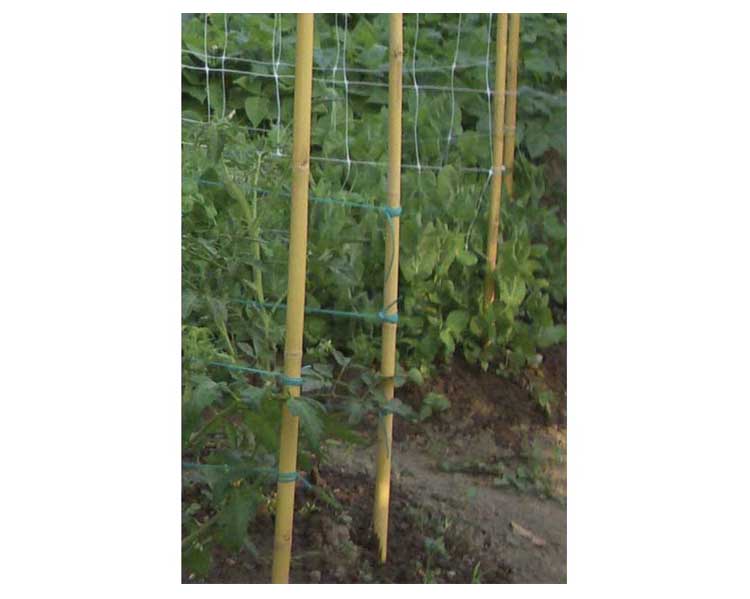 Canna in bamboo naturale spessa 210 cm - immagine 2