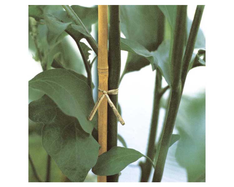 Canna in bamboo naturale 150 cm - immagine 2