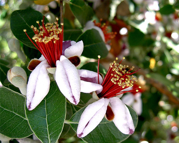 Acca sellowiana - immagine 3