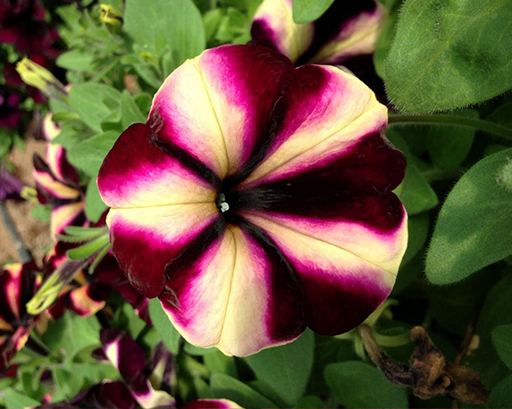 Potunia - immagine 7