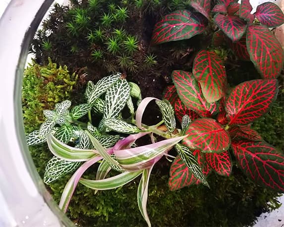 Piantina kamerplanten - immagine 3