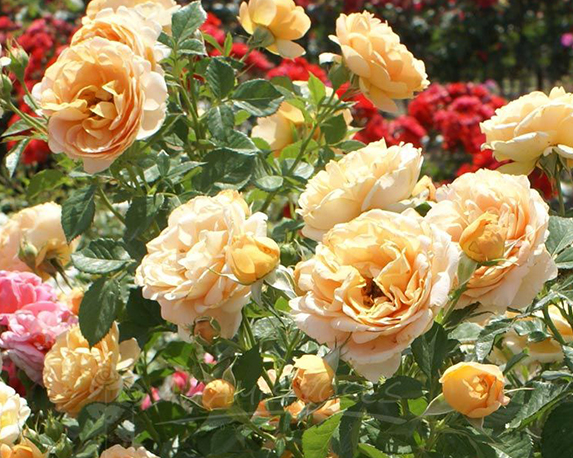 Rosa alberello h150 - immagine 4