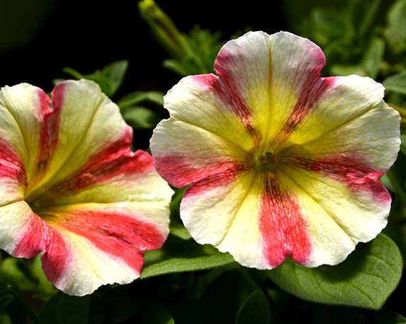 Potunia - immagine 8