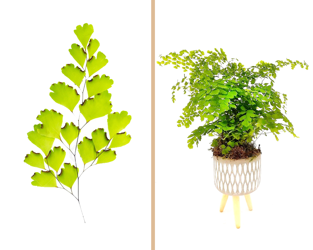 Adiantum raddianum fragrans - immagine 3