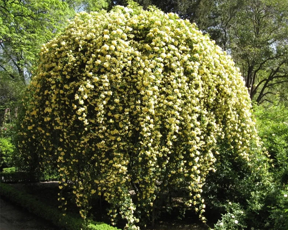 Rosa banksiae lutea - immagine 3