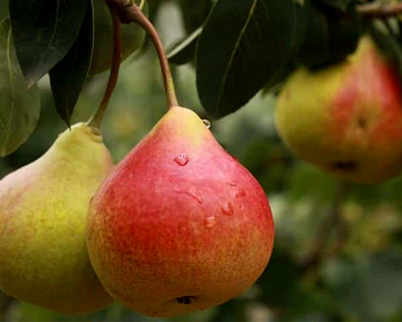 Pero coscia - immagine 3