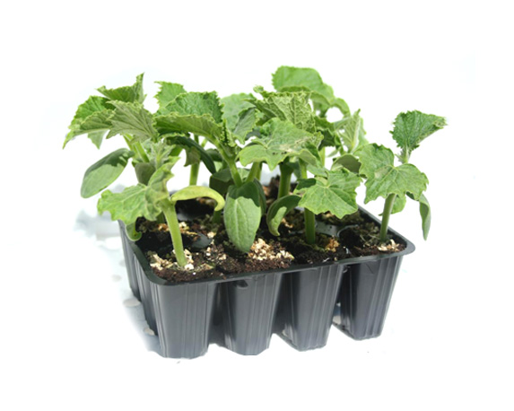 Cetriolo minipack