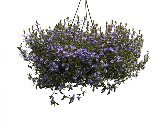Scaevola da talea basket