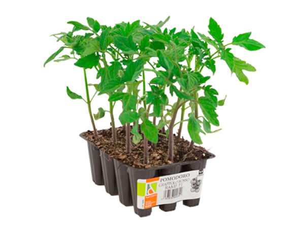 Pomodoro rio grande minipack