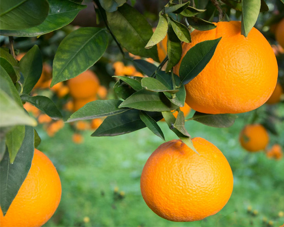 Arancio brasiliano - immagine 3