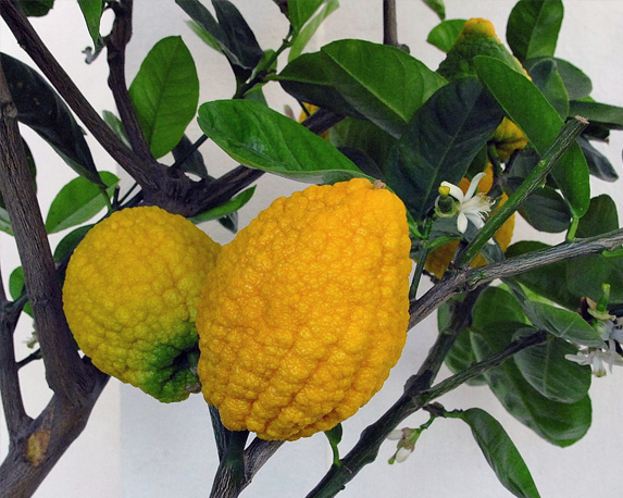 Cedro piretto - immagine 3