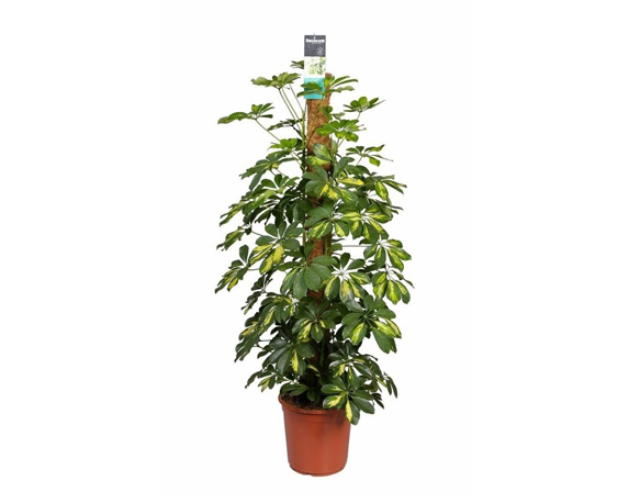Schefflera h150