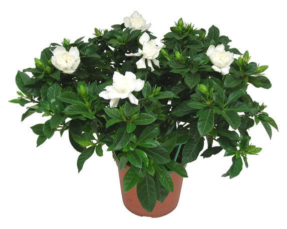 Gardenia