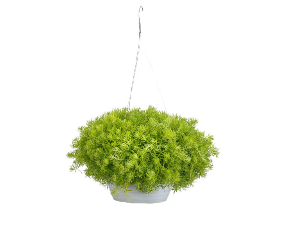 Sedum in basket