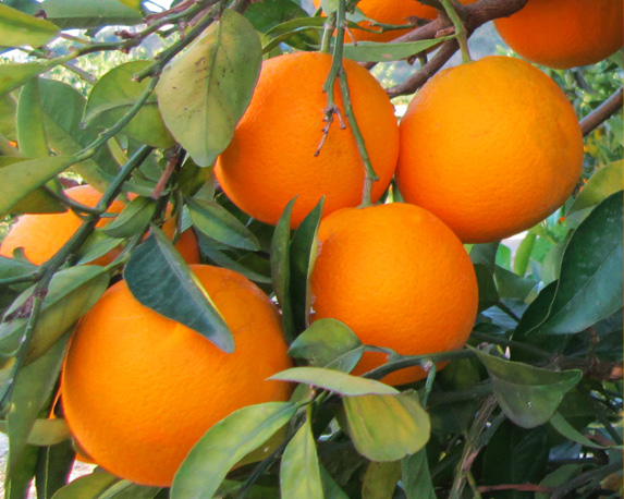 Arancio washington - immagine 3