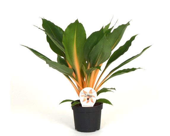 Chlorophytum orchidistrum