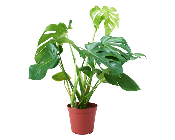 Monstera deliciosa
