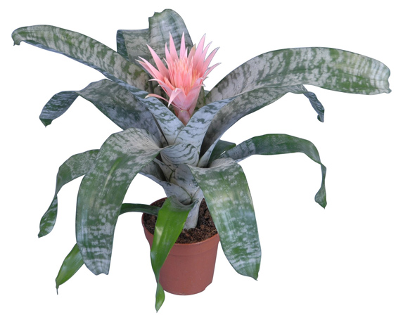 Aechmea fasciata