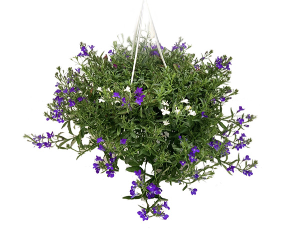 Lobelia basket
