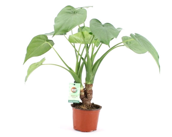 Alocasia cucullata