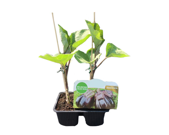 Melanzana calice nero innestata