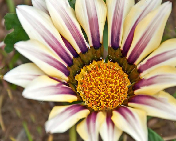 Gazania - immagine 3