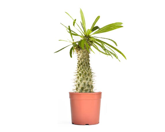 Pachipodium