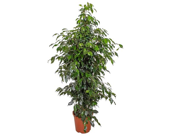 Ficus benjamin